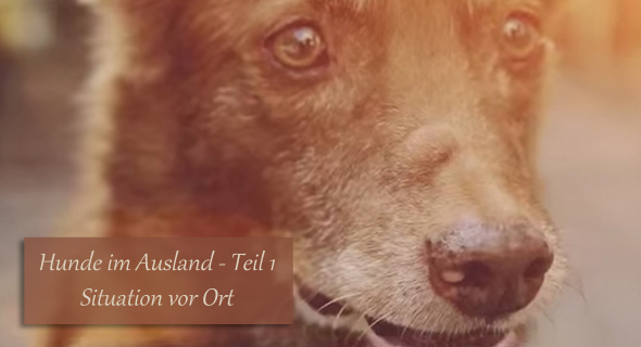 Hunde im Ausland Teil 1 Situation vor Ort › fello