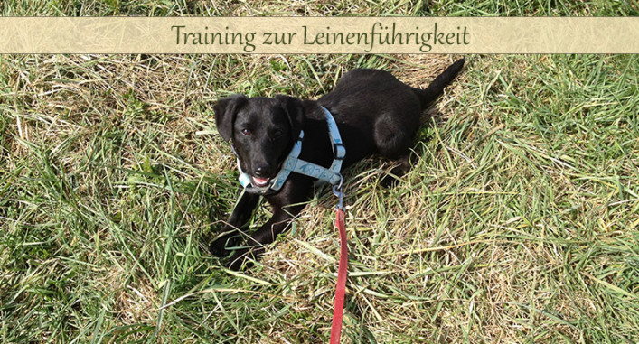 Leinenführigkeit Hund Erfahrungen mit Trainingsliteratur › fello