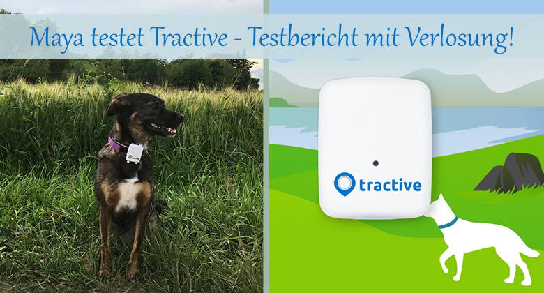 Testbericht Tractive GPS Ortung für Hunde mit Verlosung! › fello